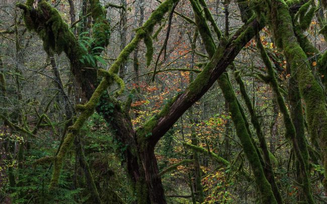 Frederic Demeuse Photography-Primeval Forest-4