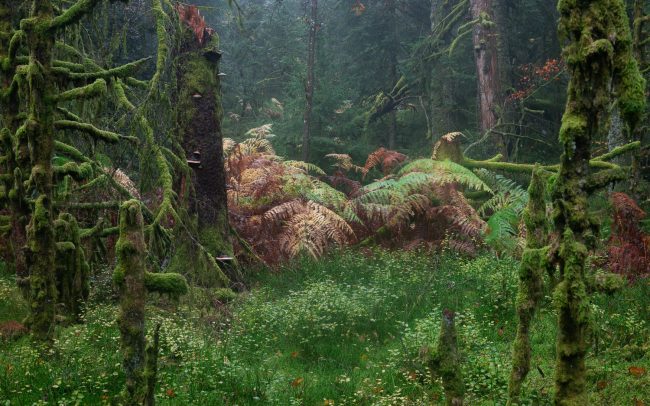 Frederic Demeuse Photography-Primary Forest-16