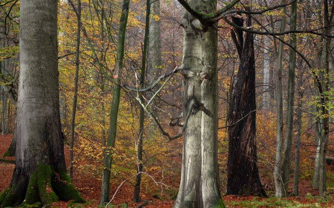 Frederic Demeuse Photography-Sonian Forest