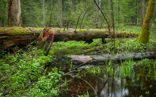 Frederic Demeuse Photography - Bialowieza Forest