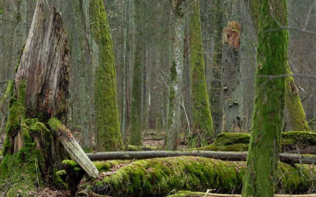 Frederic Demeuse Photography - Bialowieza Forest-2