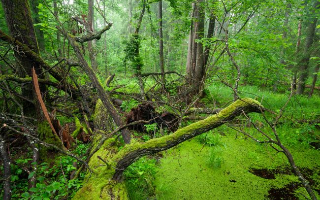 Frederic Demeuse Photography-Bialowieza Forest