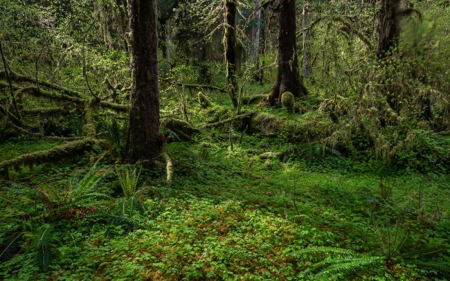 Frederic Demeuse Photography - Hoh Rainforest