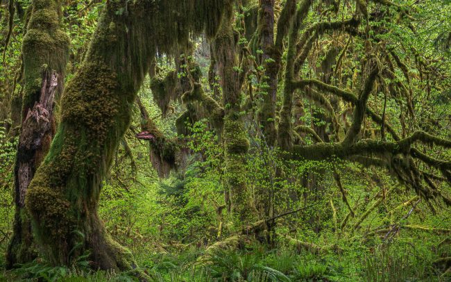 Frederic Demeuse Photography -Hoh Rainforest-Maple tree