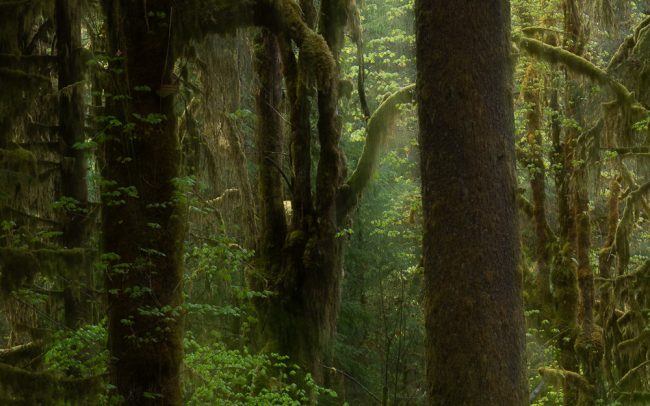 Frederic Demeuse Photography - HohRainforest-3