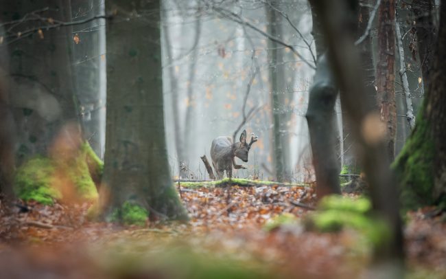 Frederic Demeuse Photography-Sonian Forest