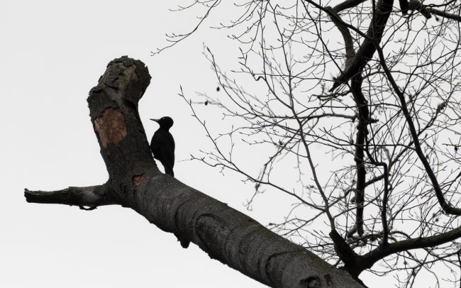 Frederic Demeuse Photography-Sonian Forest-8