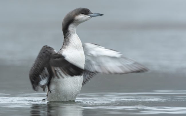 Frederic Demeuse Photography - wildllife