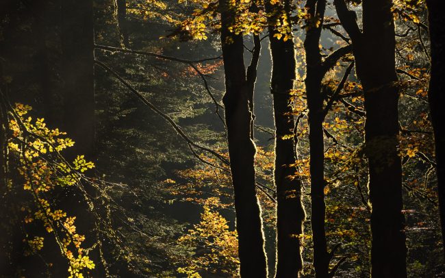 Frederic Demeuse Photography-Autumn