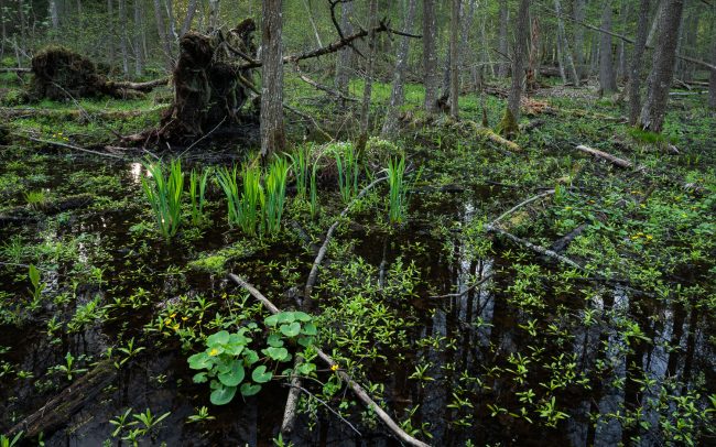 Frederic Demeuse Photography-Bialowieza-marshy forest