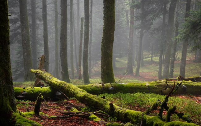 Frederic Demeuse Photography-Forest