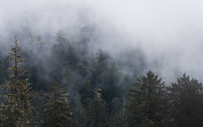 Frederic Demeuse Photography-Hoh Rainforest