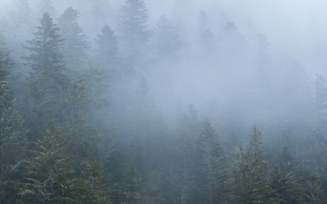 Frederic Demeuse Photography-Misty forest