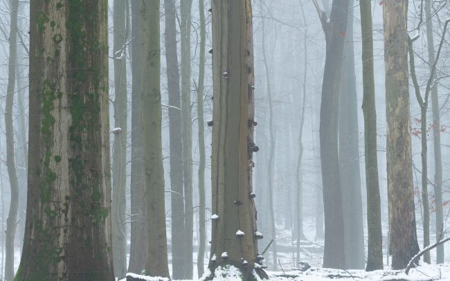 Frederic Demeuse Photography-Sonian Forest-Unesco-winter
