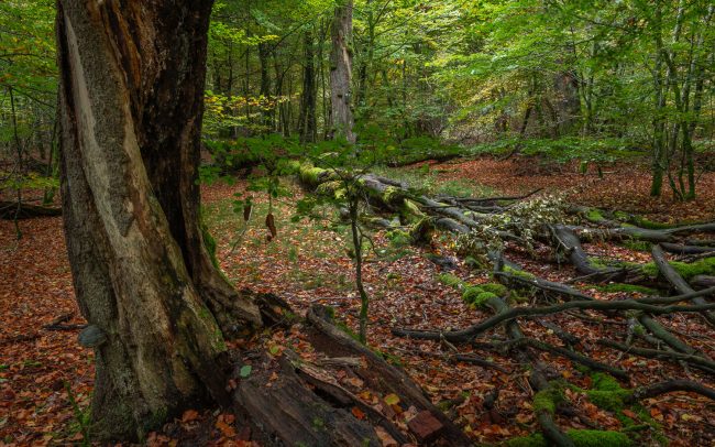 Frederic Demeuse Photography-forgotten places-Rurbusch-Belgium
