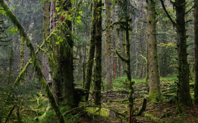 Frederic Demeuse-Forgotten Places-primary forest-Europe