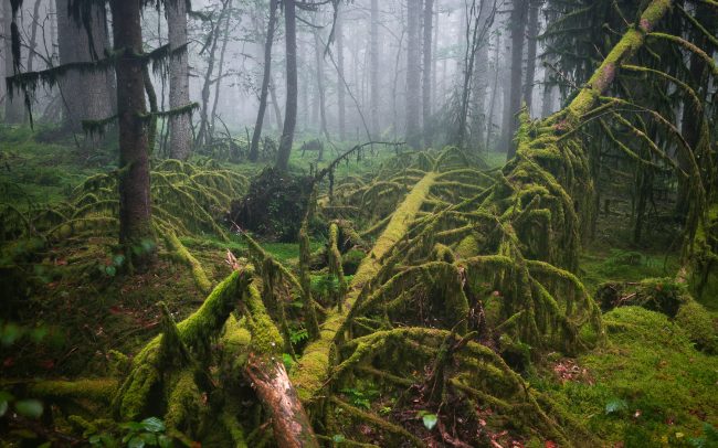 Frederic Demeuse-Forgotten Places-primary forest-Rainforest