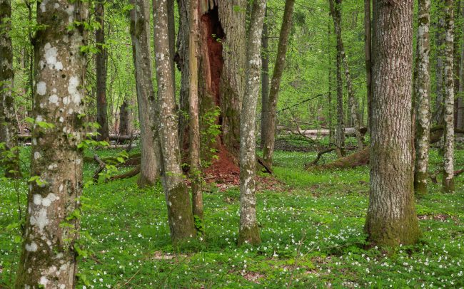 Frederic Demeuse Photography-Bialowieza Forest