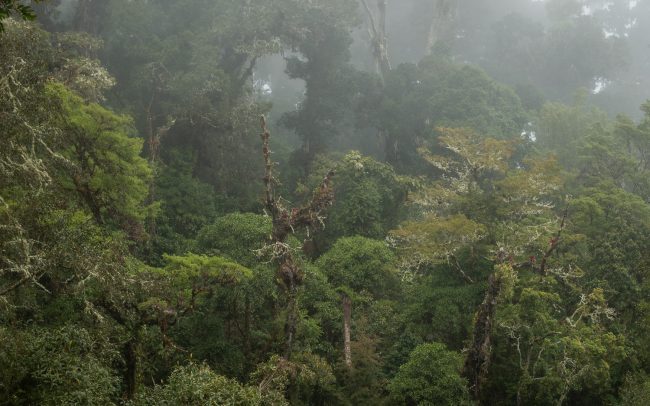 Frederic Demeuse Photography Cloud Rainforest
