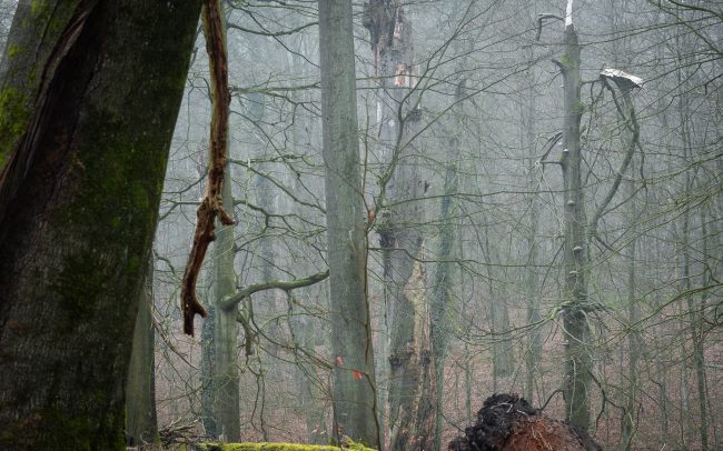 Frederic Demeuse Photography-Sonian Forest-Unesco