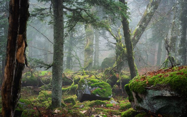 Frederic Demeuse-Forgotten Places