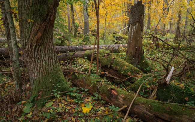 Frederic Demeuse-Forgotten Places-Bialowieza