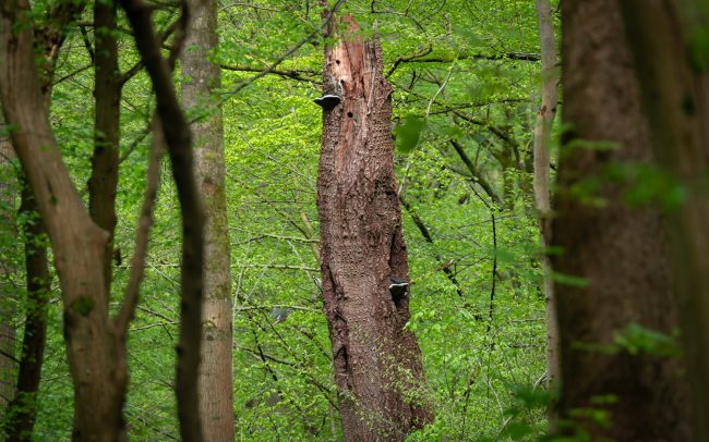 Frederic Demeuse-Forgotten Places-Woodpeckers-Sonian Forest