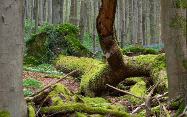 Frederic Demeuse Photography-April Oak-Unesco