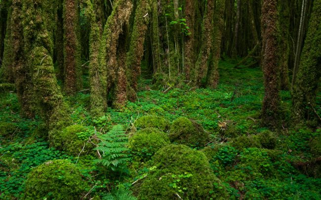 Frederic Demeuse Photography-Mossy forest