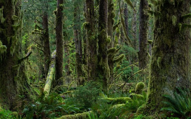 Frédéric Demeuse-temperate-rainforest-Pacific-Northwest-4
