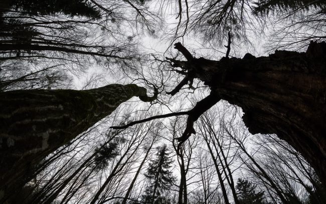 Frederic Demeuse Photography-Bialowieza Forest