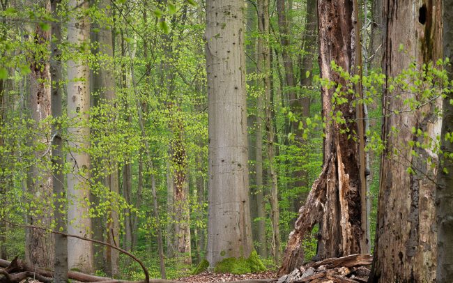 Frederic Demeuse Photography-Forest-2