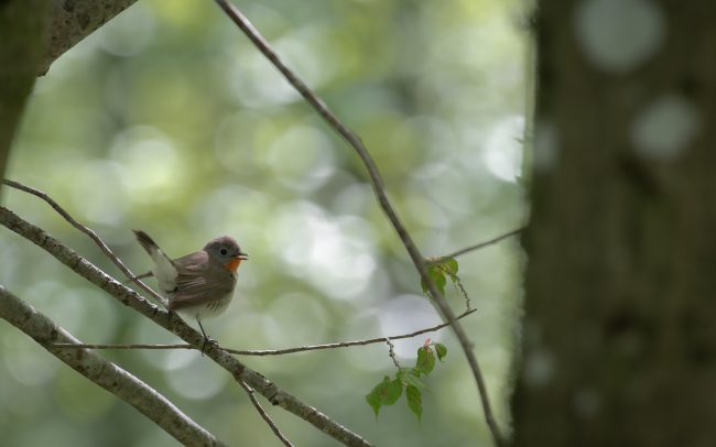 Frederic Demeuse Photography-Forest