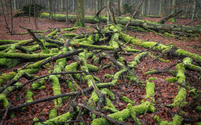 Frederic Demeuse Photography-Sonian Forest Unesco