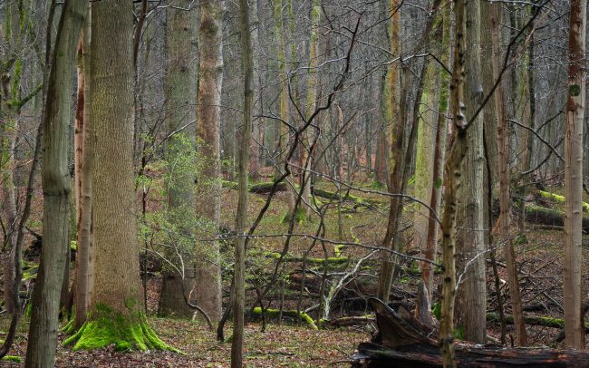Frederic Demeuse Photography-Sonian Forest unesco-March