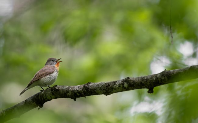 Frédéric Demeuse-wildlife-photography-Red-breasted-Flycatcher-Bialowieza-Forest-2