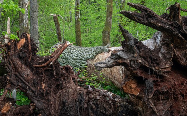 Frederic Demeuse Photography-Bialowieza Forest-Podolany