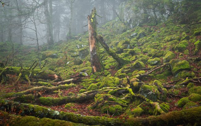 Frederic Demeuse Photography-Primary forest