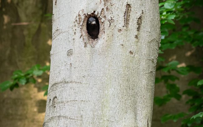 Frederic-Demeuse-wildlife-photographer-Black-woodpecker-lodge