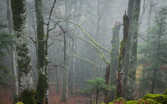 Frederic Demeuse-forest-photography-primeval forest-forgotten-places-2