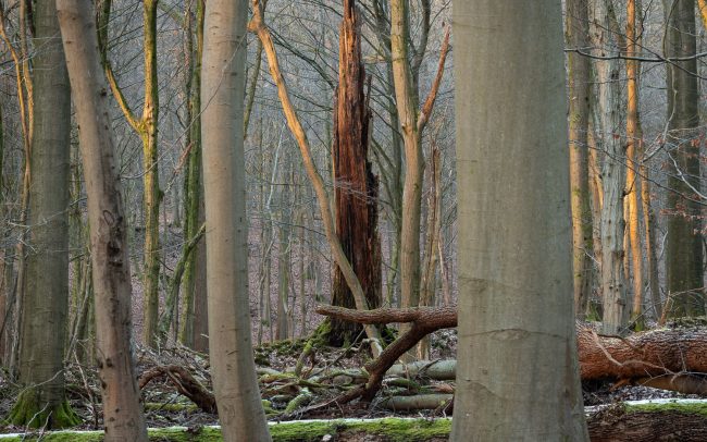 Frederic Demeuse-forest-photography-primeval forest-forgotten-places-4