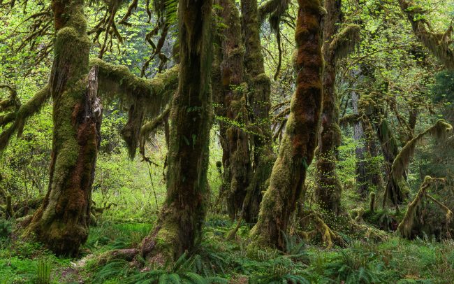 Frederic Demeuse Photography-Forgotten Places-Temperate Rainforest-Hoh