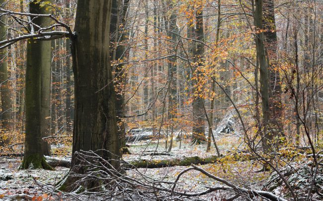 Frederic Demeuse-forest-photography-primeval forest-forgotten-places