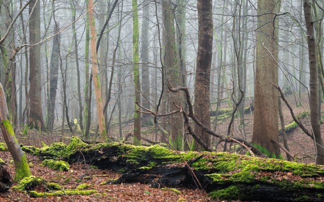 Frederic Demeuse-forest-photography-primeval forest-forgotten-places-2
