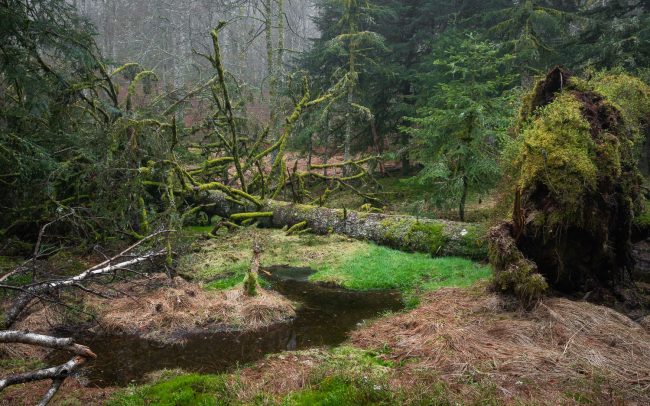 Frederic Demeuse-forest-photography-primeval forest-forgotten-places-3