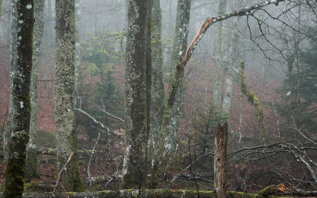 Frederic Demeuse-forest-photography-primeval forest-forgotten-places-2