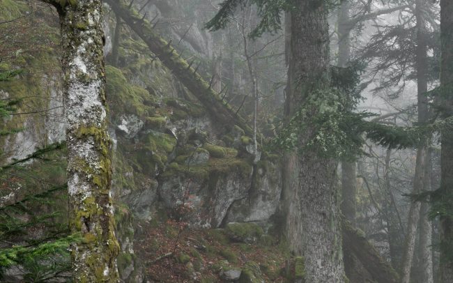 Frederic Demeuse-forest-photography-primeval forest-forgotten-places-3