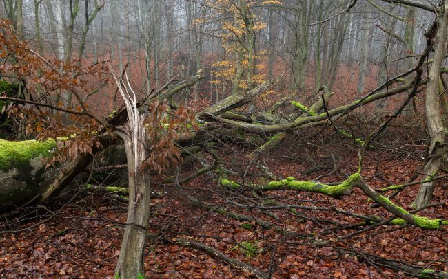 Frederic Demeuse-forest-photography-primeval forest-forgotten-places-3
