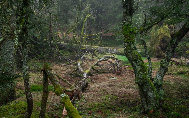 Frederic Demeuse-forest-photography-primeval forest-forgotten-places-4