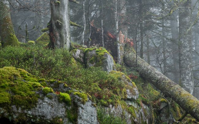 Frederic Demeuse-forest-photography-primeval forest-forgotten-places